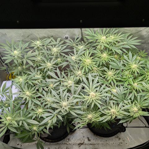 Himalaya Gold growlog timeline photo