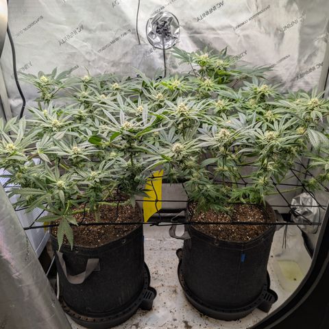 Himalaya Gold growlog timeline photo