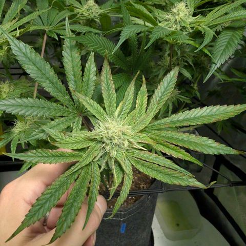 Holy Snow growlog timeline photo