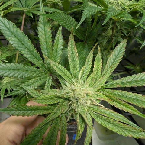 Holy Snow growlog timeline photo
