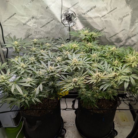 Himalaya Gold growlog timeline photo