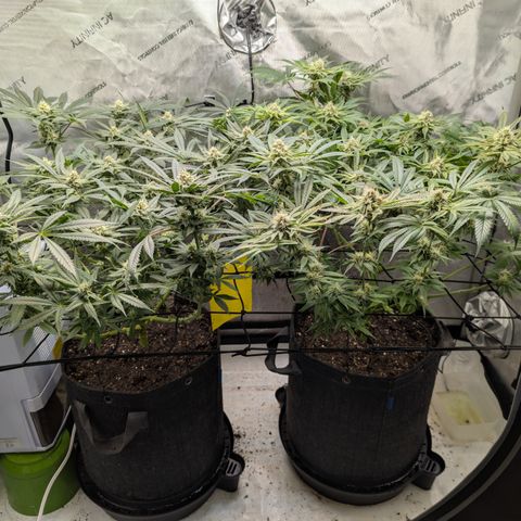 Himalaya Gold growlog timeline photo
