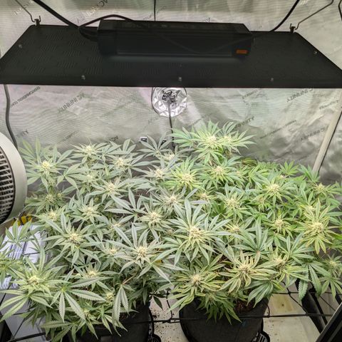 Himalaya Gold growlog timeline photo