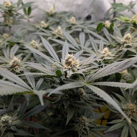 Himalaya Gold growlog timeline photo