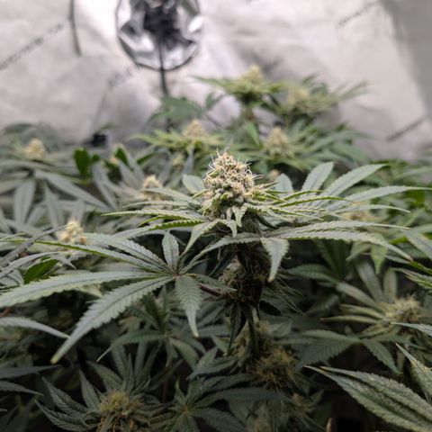 Holy Snow growlog timeline photo