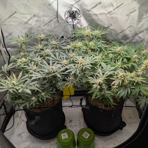 Himalaya Gold growlog timeline photo
