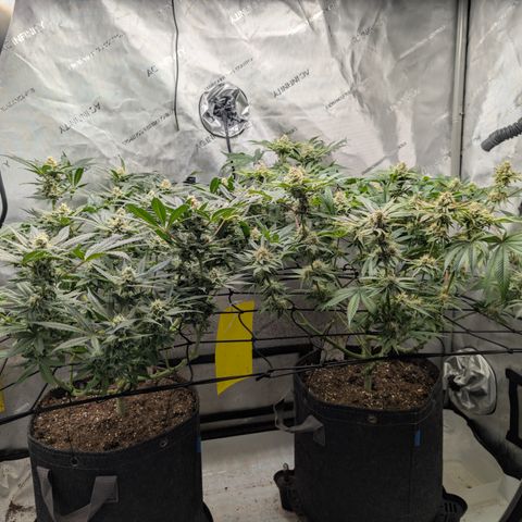 Himalaya Gold growlog timeline photo
