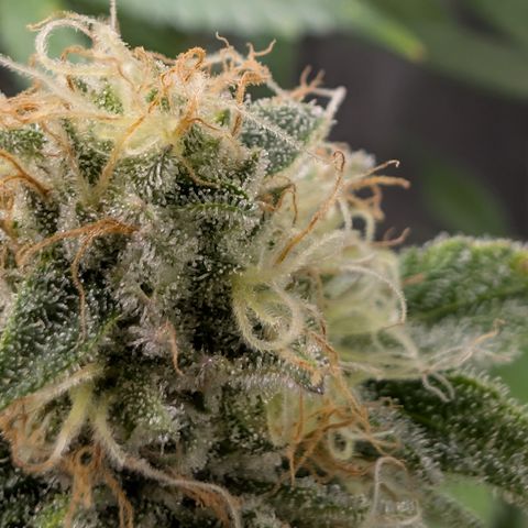 Holy Snow growlog timeline photo