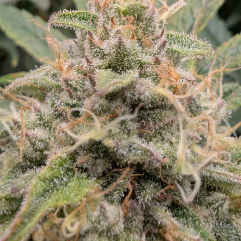 Holy Snow growlog timeline photo