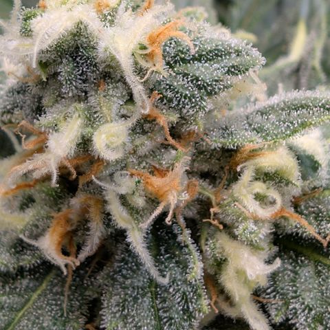 Himalaya Gold growlog timeline photo