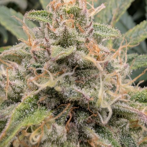 Holy Snow growlog timeline photo