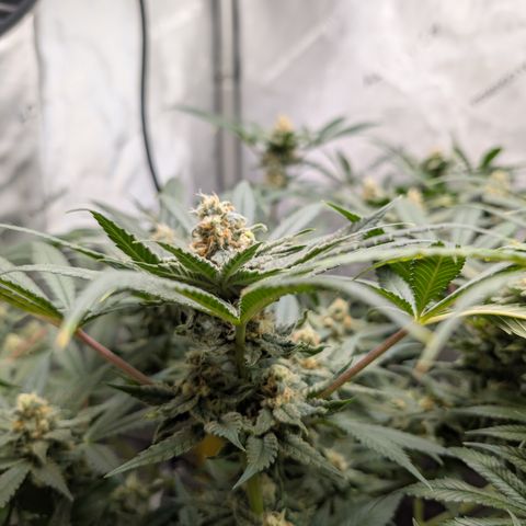 Himalaya Gold growlog timeline photo