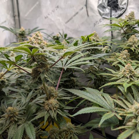 Holy Snow growlog timeline photo