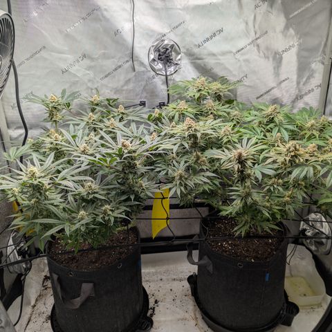 Himalaya Gold growlog timeline photo