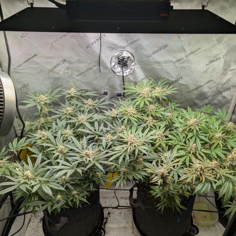 Himalaya Gold growlog timeline photo
