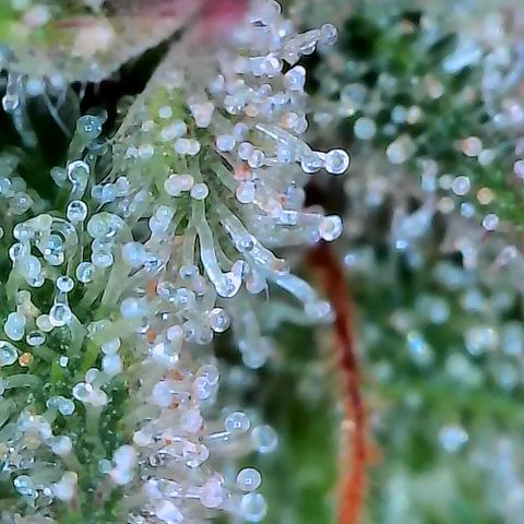Holy Snow growlog timeline photo