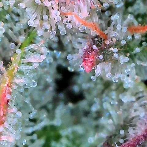 Holy Snow growlog timeline photo