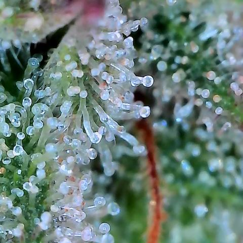 Holy Snow growlog timeline photo