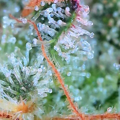 Holy Snow growlog timeline photo
