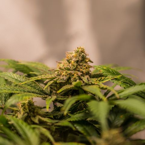 Holy Snow growlog timeline photo