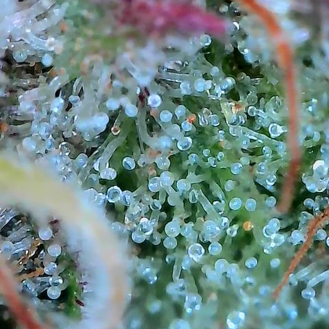 Holy Snow growlog timeline photo