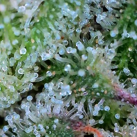 Holy Snow growlog timeline photo