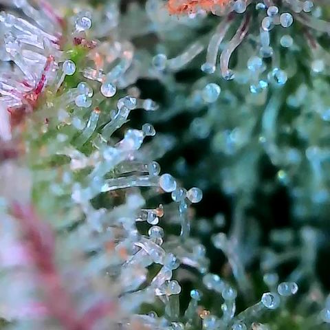 Holy Snow growlog timeline photo