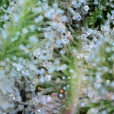 Holy Snow growlog timeline photo