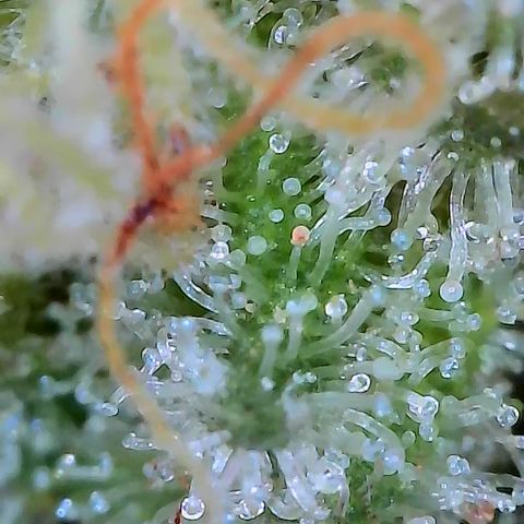 Holy Snow growlog timeline photo
