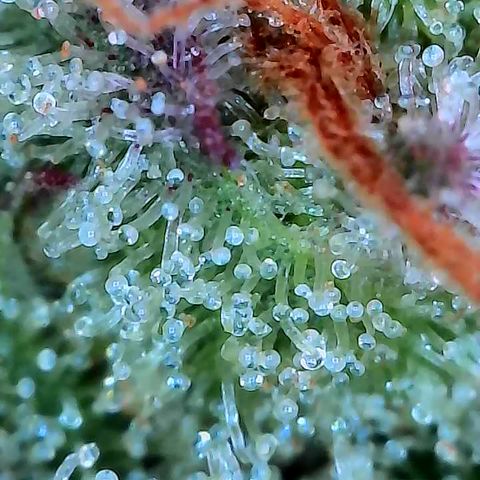 Holy Snow growlog timeline photo