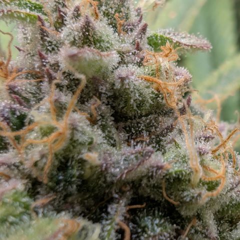 Holy Snow growlog timeline photo