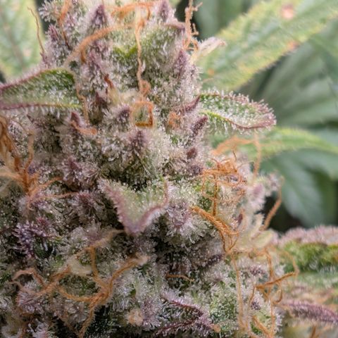 Holy Snow growlog timeline photo