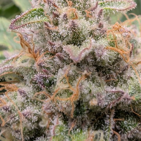 Holy Snow growlog timeline photo