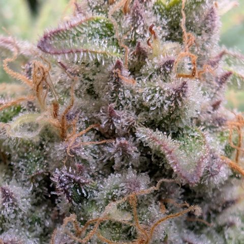 Holy Snow growlog timeline photo