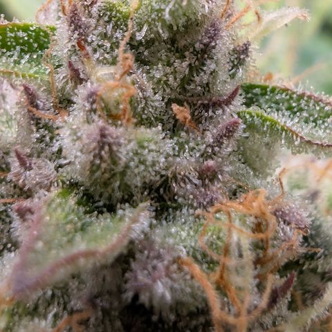 Holy Snow growlog timeline photo