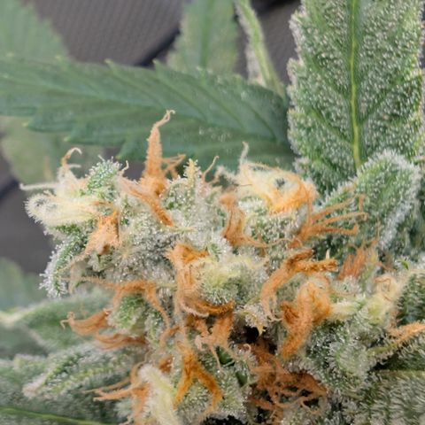 Himalaya Gold growlog timeline photo