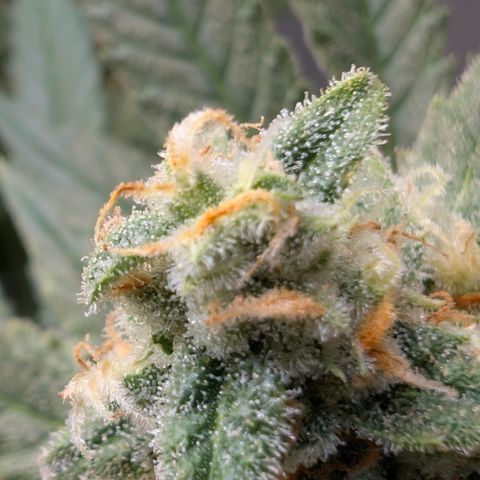 Himalaya Gold growlog timeline photo