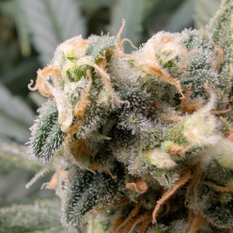 Himalaya Gold growlog timeline photo
