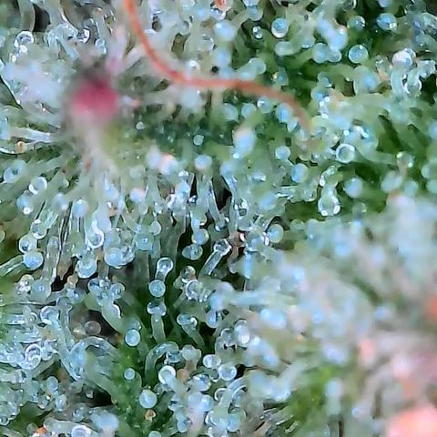 Holy Snow growlog timeline photo