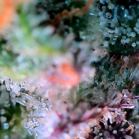 Holy Snow growlog timeline photo