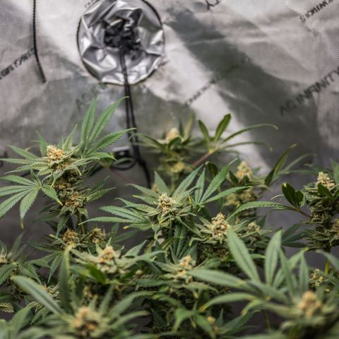 Himalaya Gold growlog timeline photo