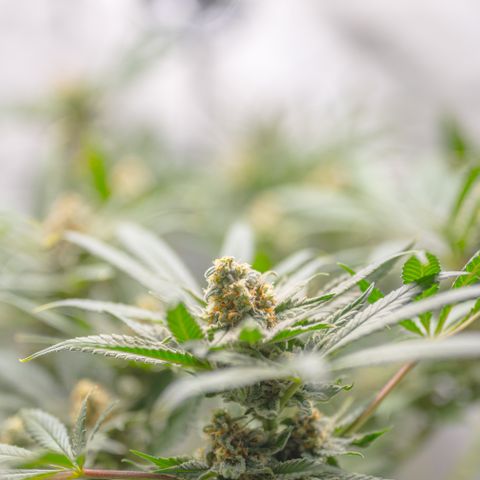 Himalaya Gold growlog timeline photo