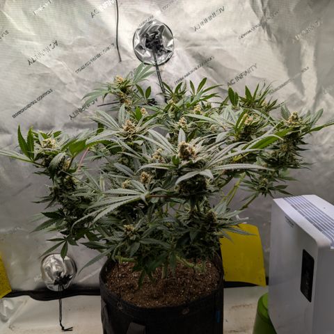 Himalaya Gold growlog timeline photo