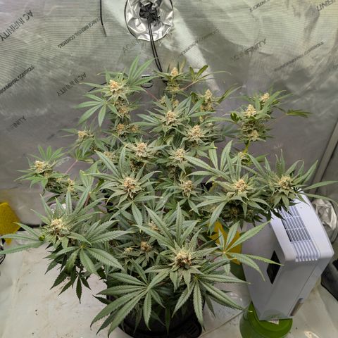 Himalaya Gold growlog timeline photo