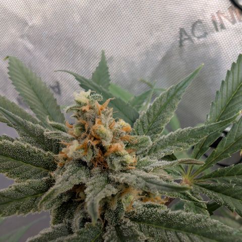 Himalaya Gold growlog timeline photo