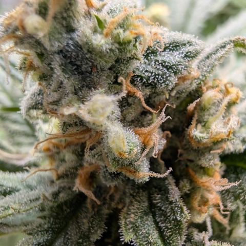 Himalaya Gold growlog timeline photo