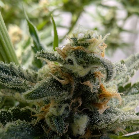 Himalaya Gold growlog timeline photo