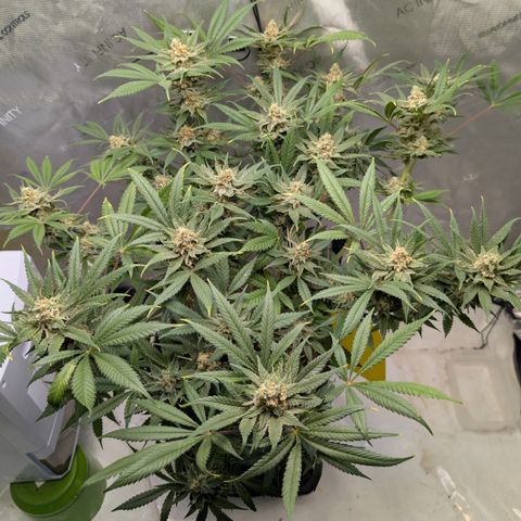 Himalaya Gold growlog timeline photo