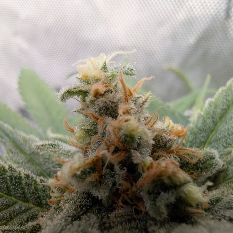 Himalaya Gold growlog timeline photo
