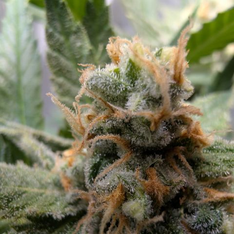 Himalaya Gold growlog timeline photo